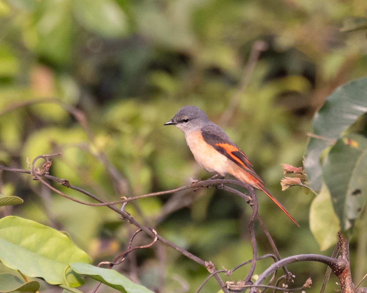 Rosy Minivet - ML617056350