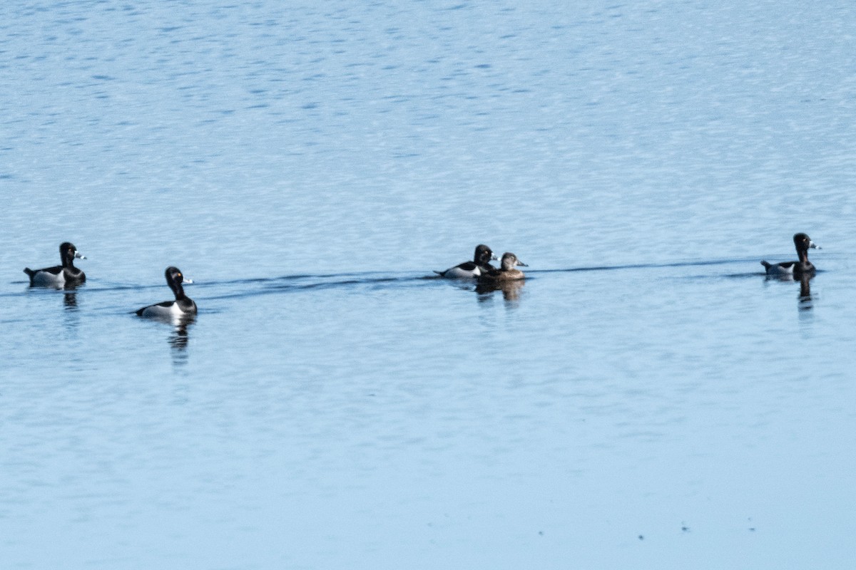 Ring-necked Duck - ML617056363