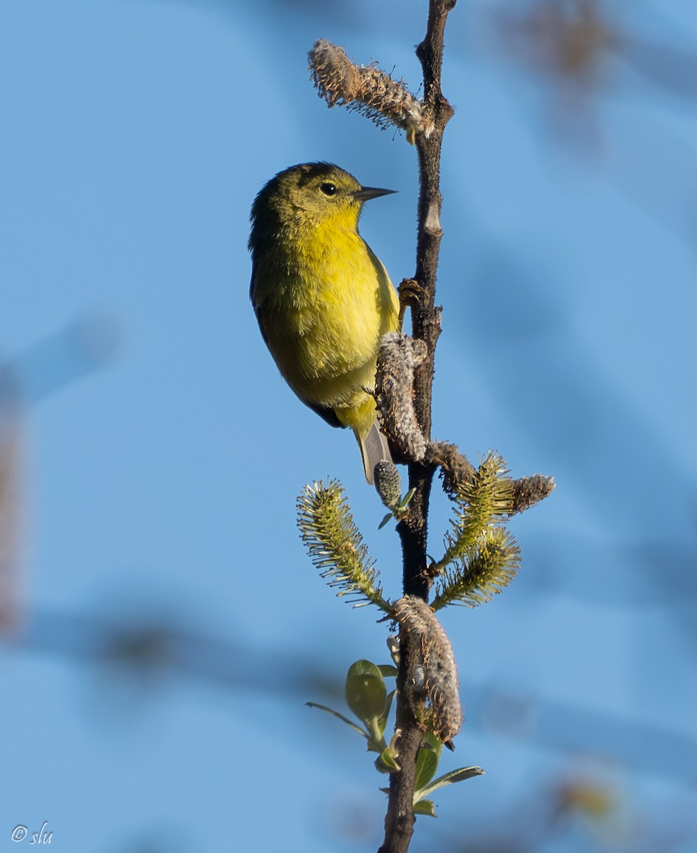 サメズアカアメリカムシクイ - ML617056369