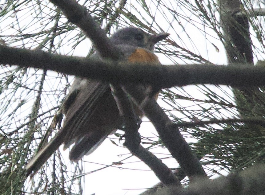 Black-faced Monarch - Zebedee Muller