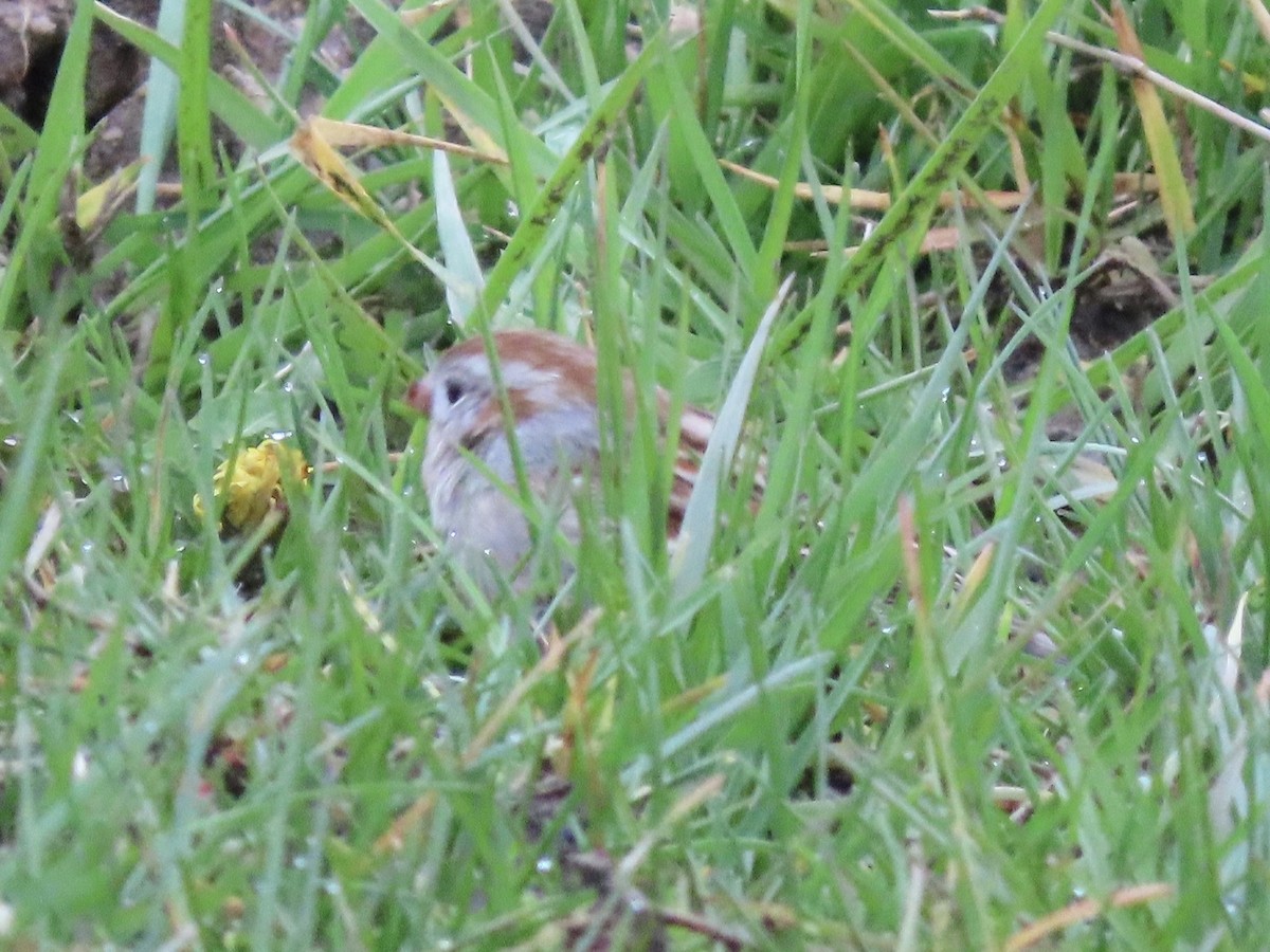 Field Sparrow - Tim Carney