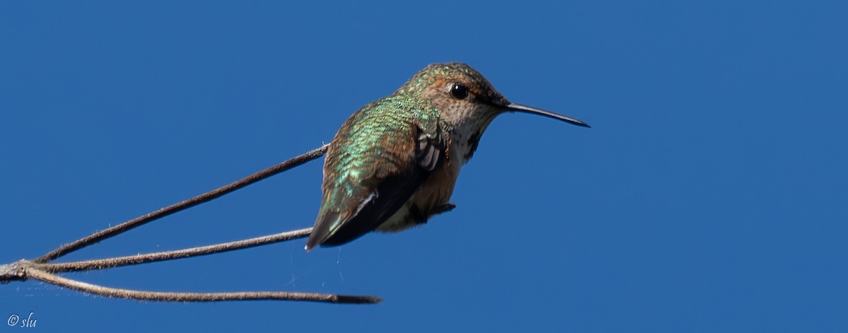 アカフトオハチドリ／アレンハチドリ - ML617056430