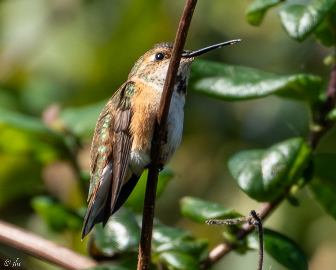 Rufous/Allen's Hummingbird - ML617056433