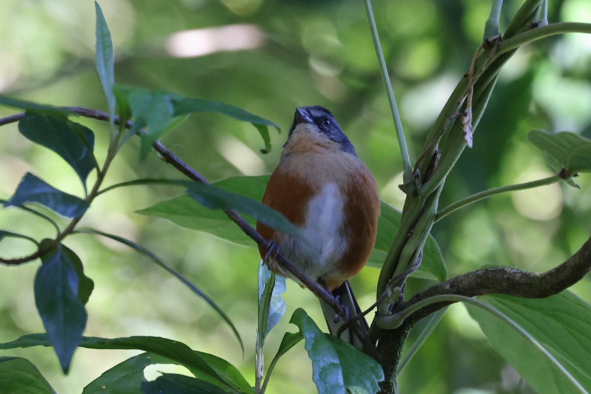 Bay-chested Warbling Finch - ML617056451