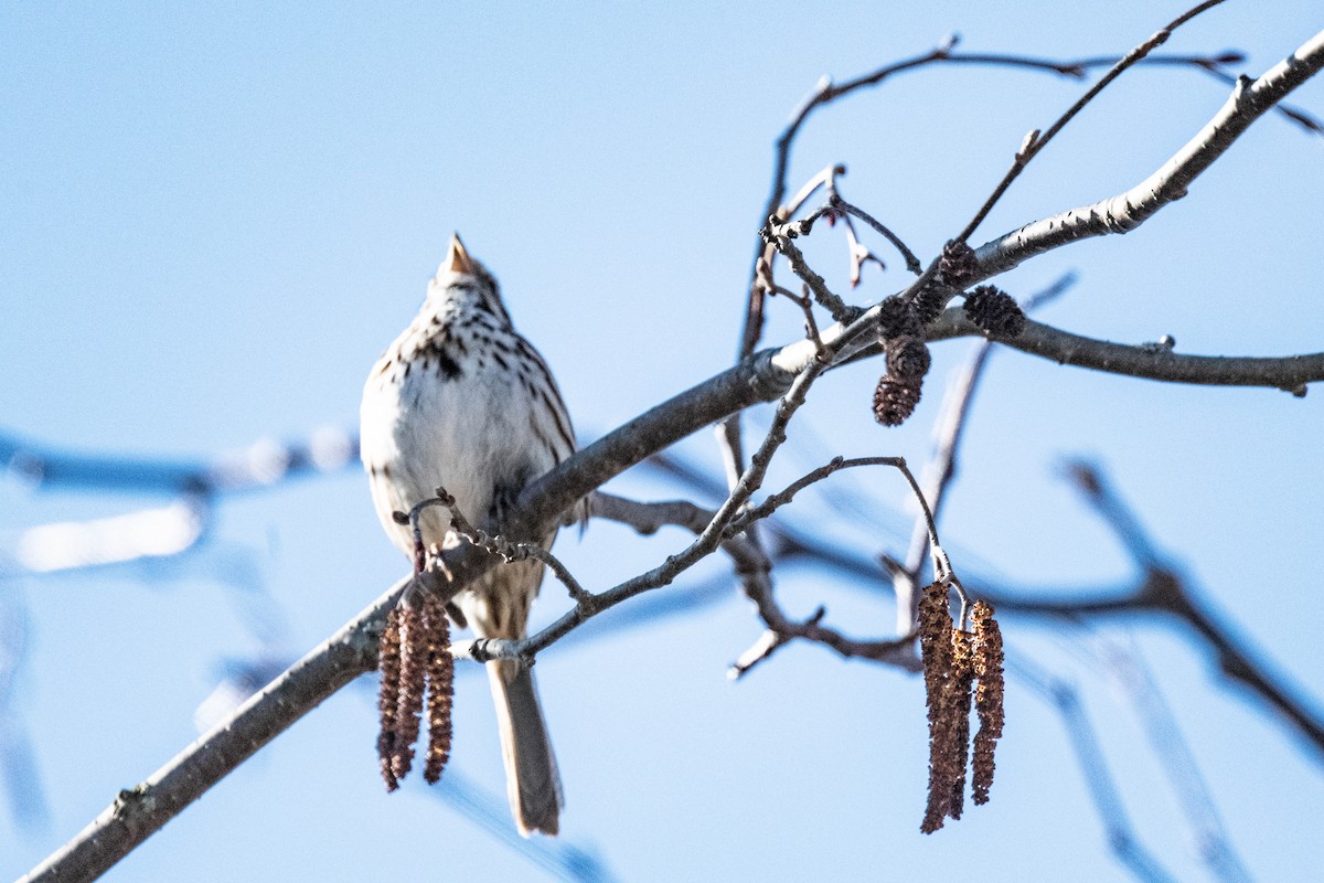 Song Sparrow - ML617056459