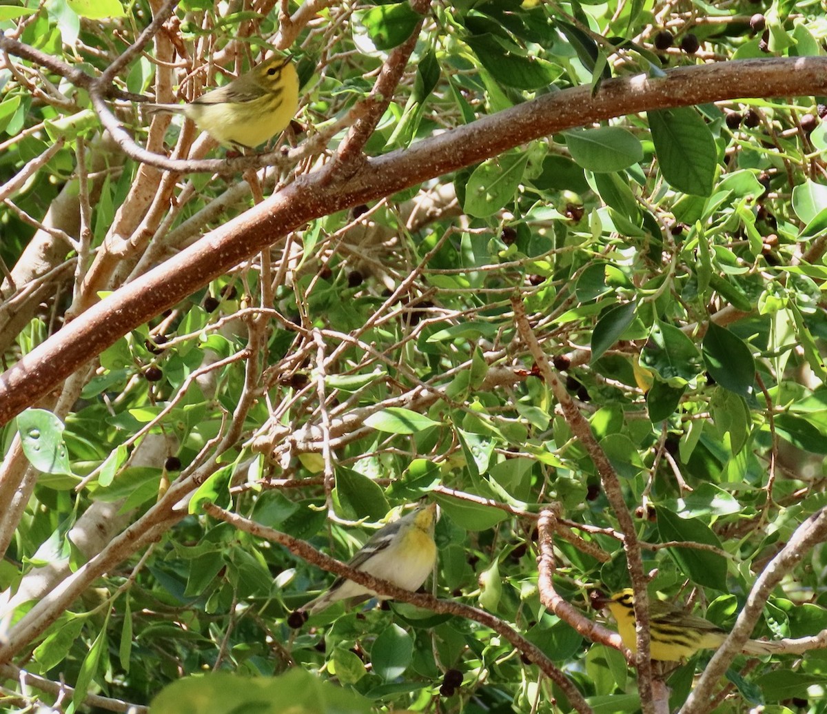 Prairie Warbler - Gael Silverblatt