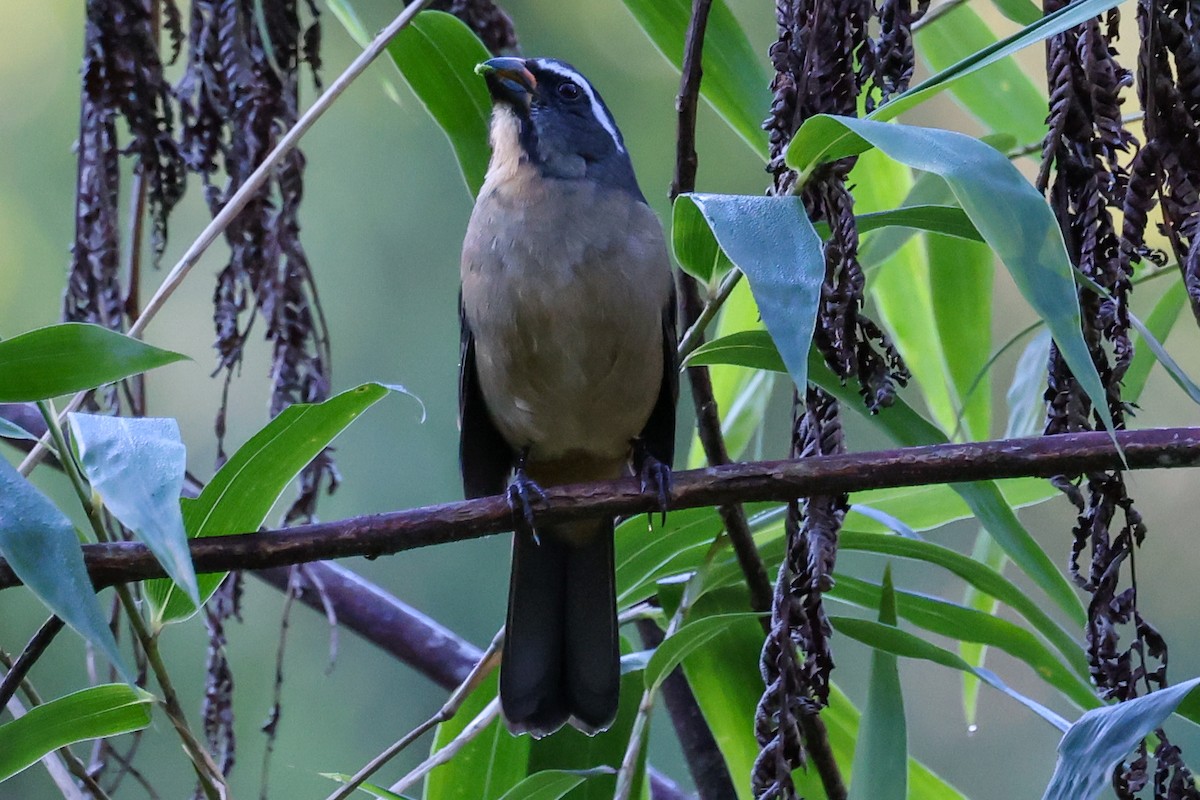 Thick-billed Saltator - Ian Thompson