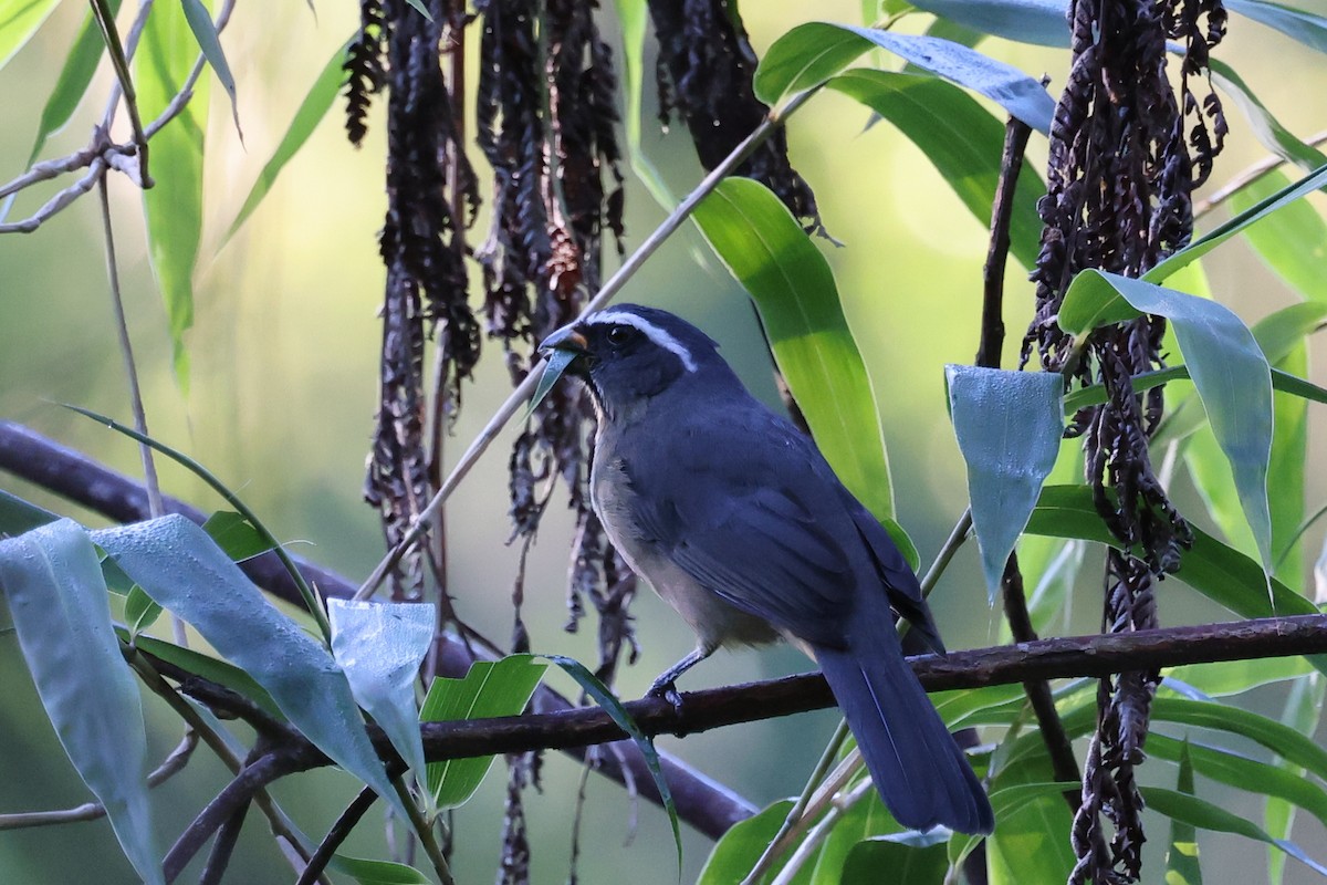 Thick-billed Saltator - Ian Thompson