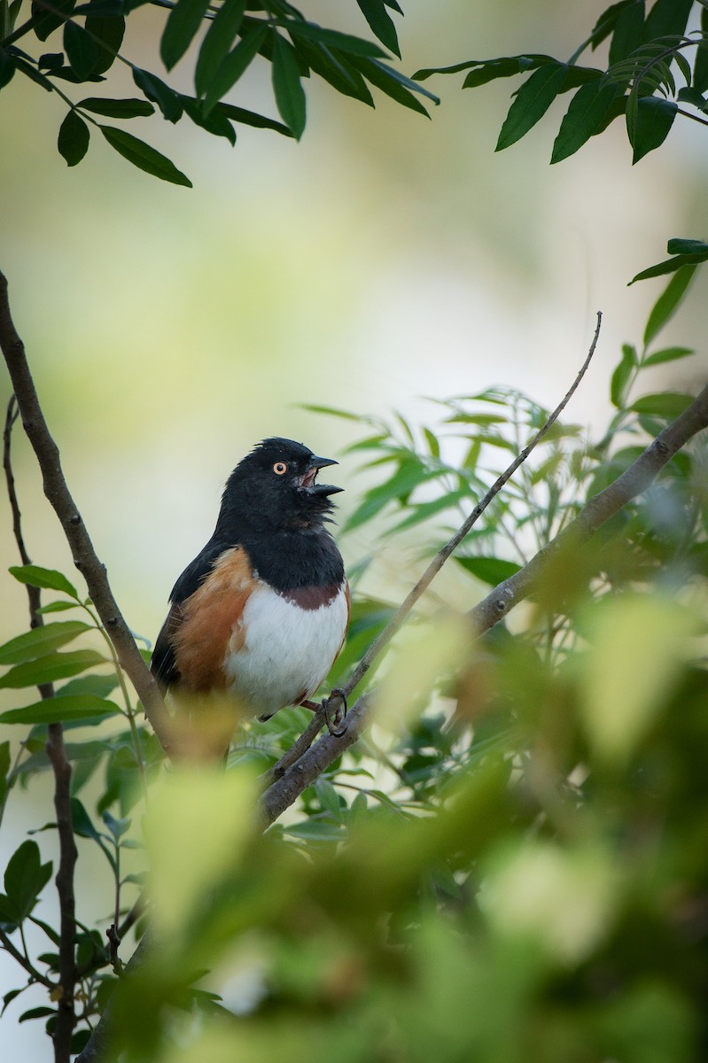 Eastern Towhee (White-eyed) - ML617056558