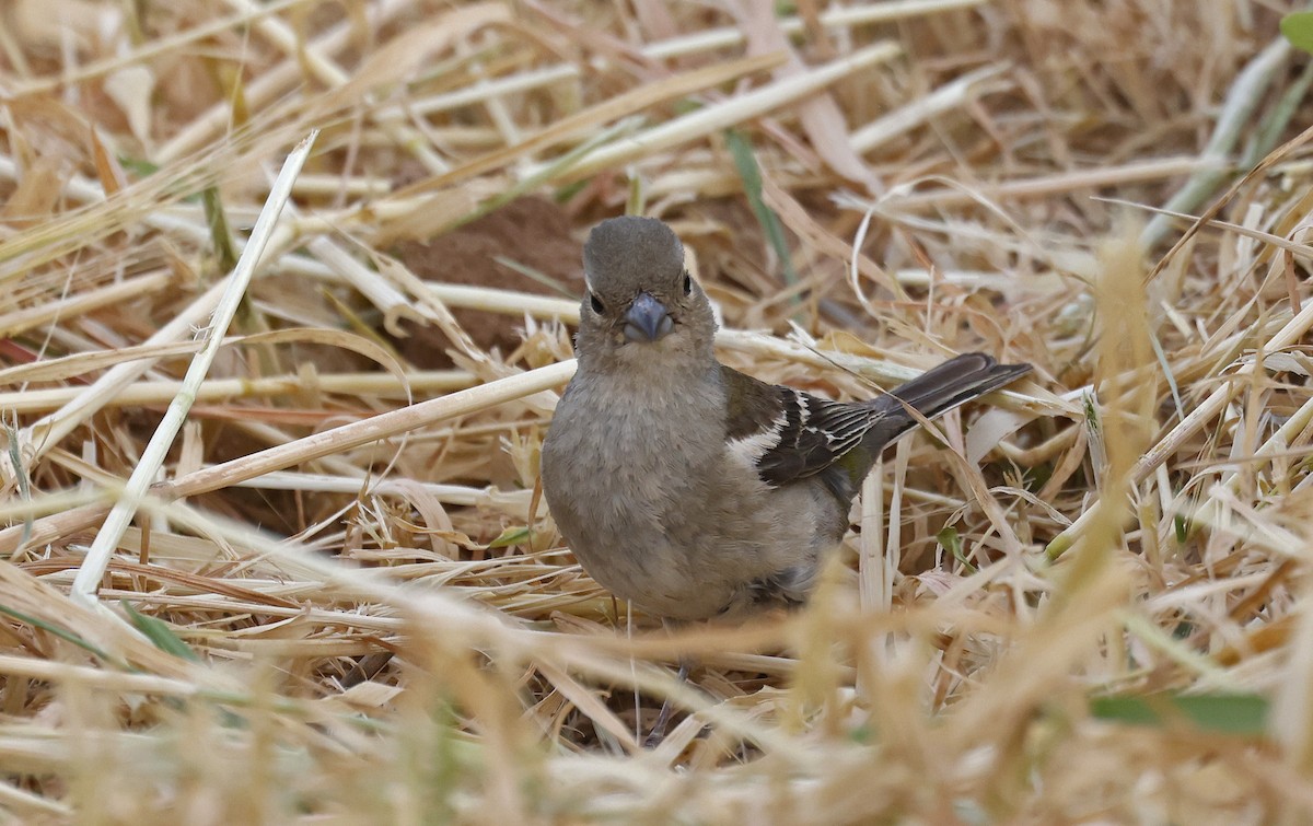 African Chaffinch (African) - ML617056566