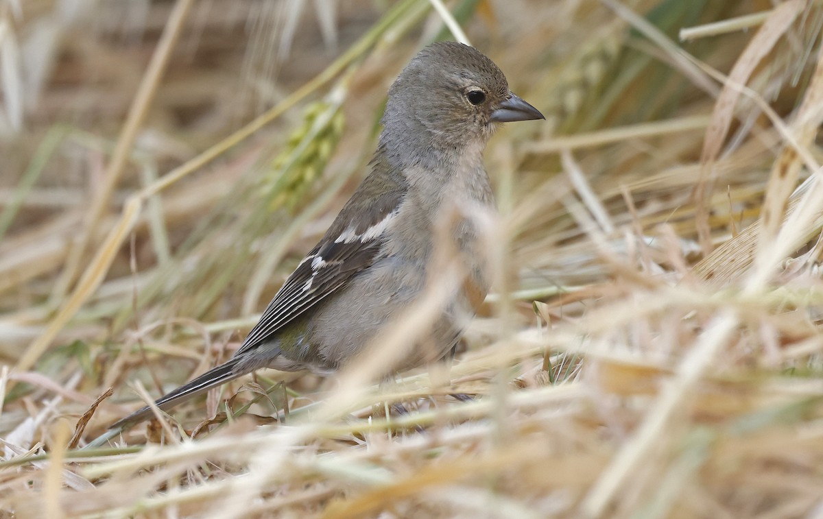 African Chaffinch (African) - ML617056570