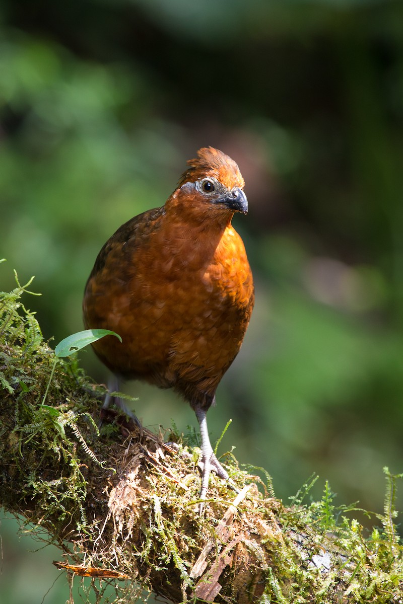 Chestnut Wood-Quail - ML617056588