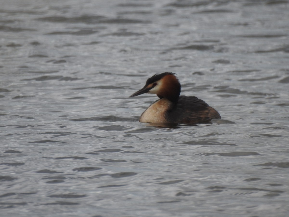 Great Crested Grebe - ML617056622