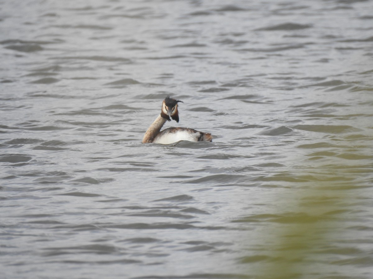 Great Crested Grebe - ML617056624