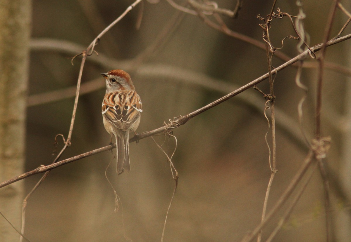 American Tree Sparrow - Josh Duis