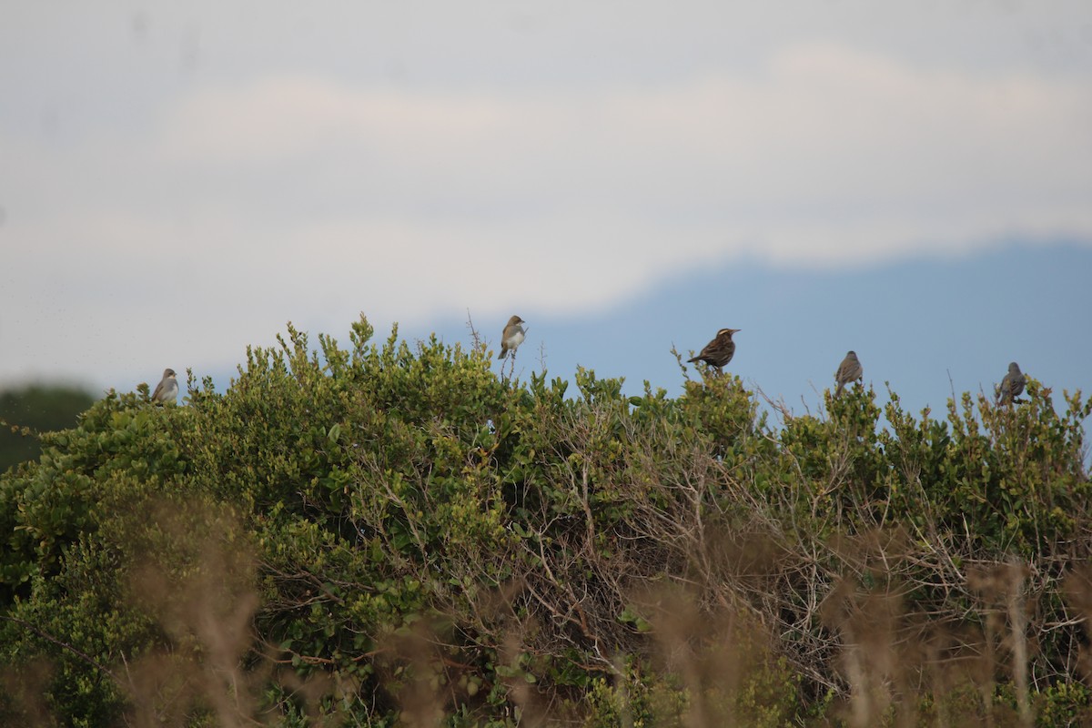 Long-tailed Meadowlark - Armando Aranela