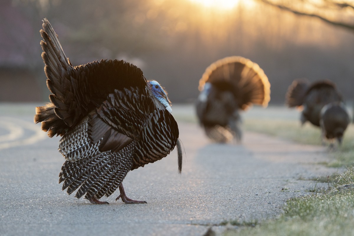 Wild Turkey - Justin Labadie