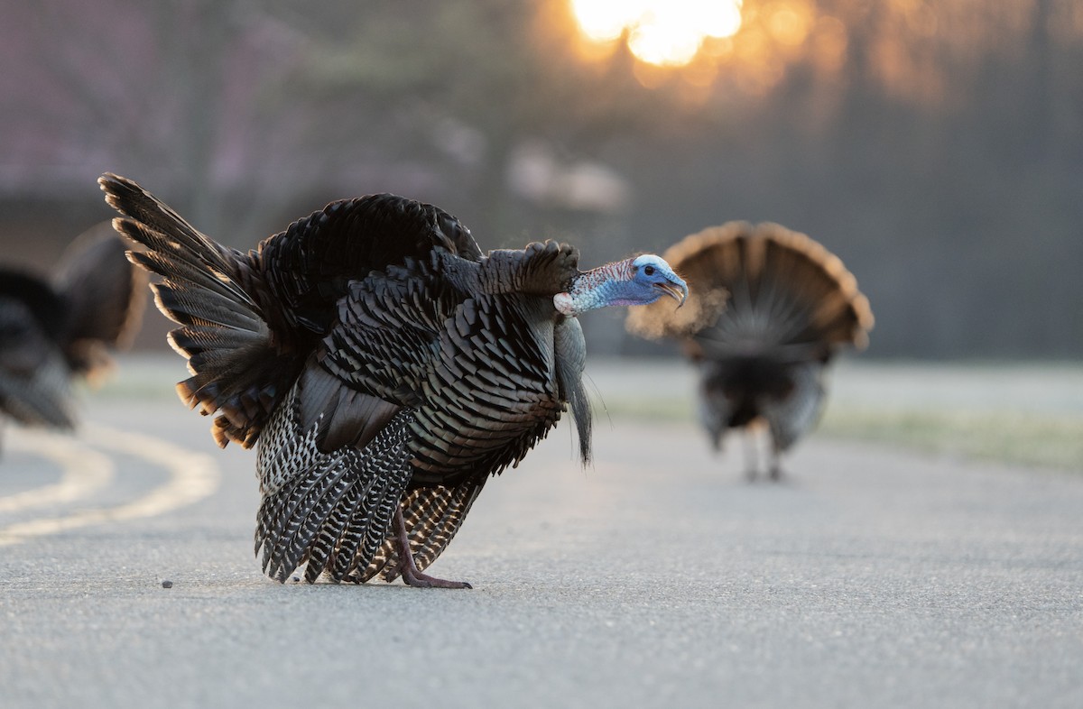 Wild Turkey - Justin Labadie