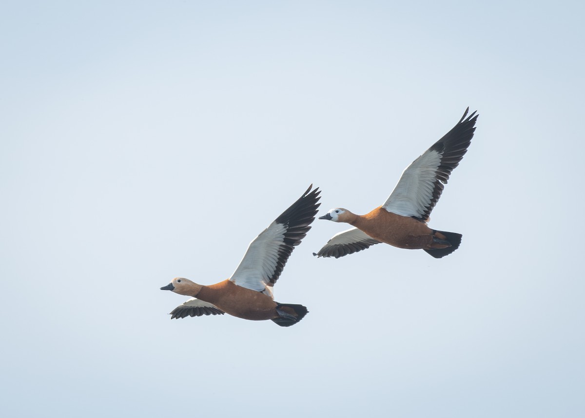 Ruddy Shelduck - ML617056671