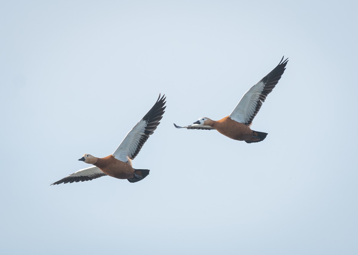 Ruddy Shelduck - ML617056672