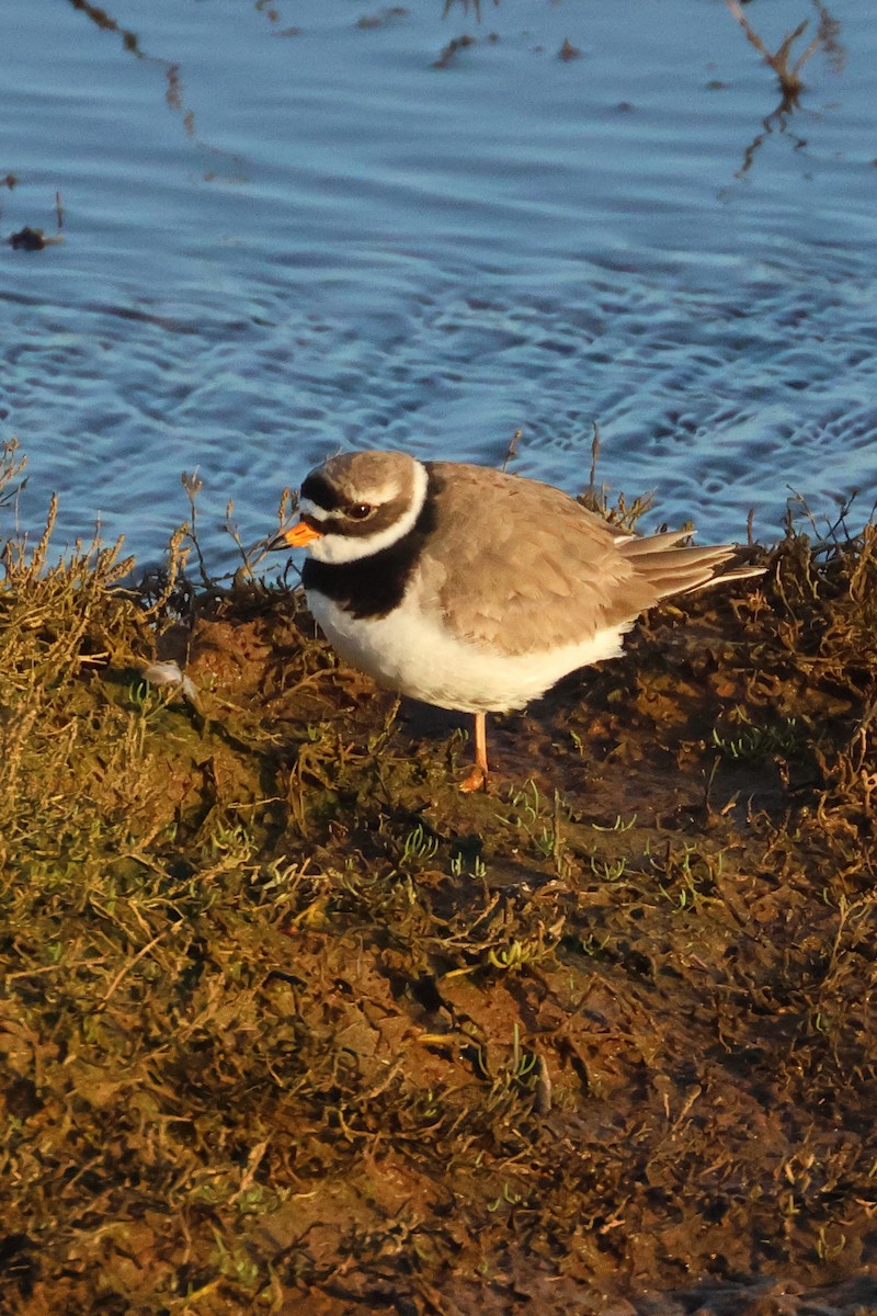 Common Ringed Plover - ML617056680