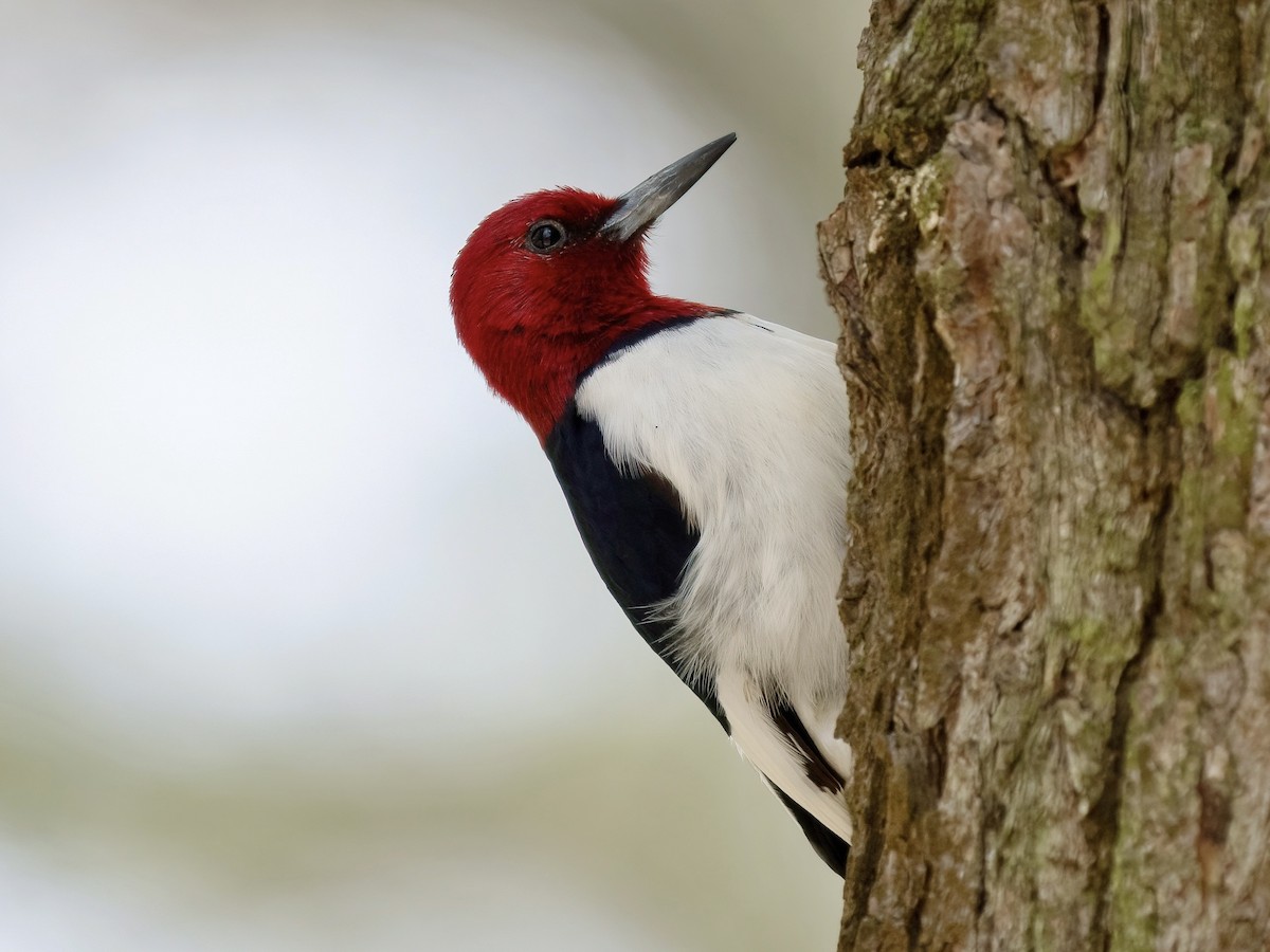 Red-headed Woodpecker - ML617056702