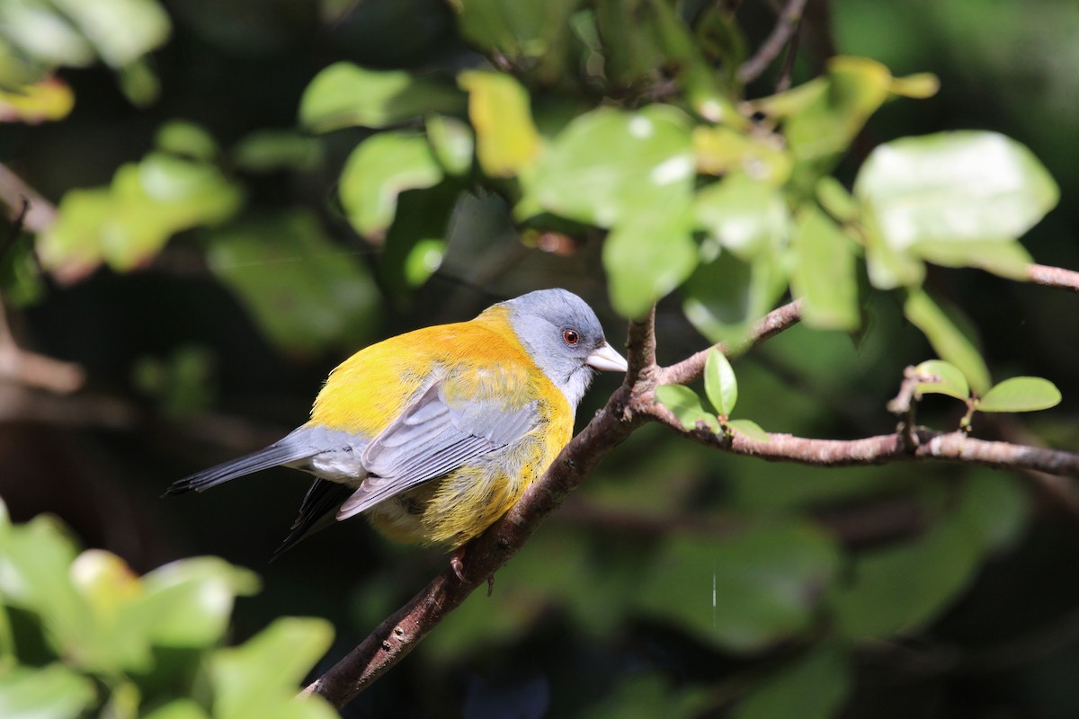 Gray-hooded Sierra Finch - Armando Aranela