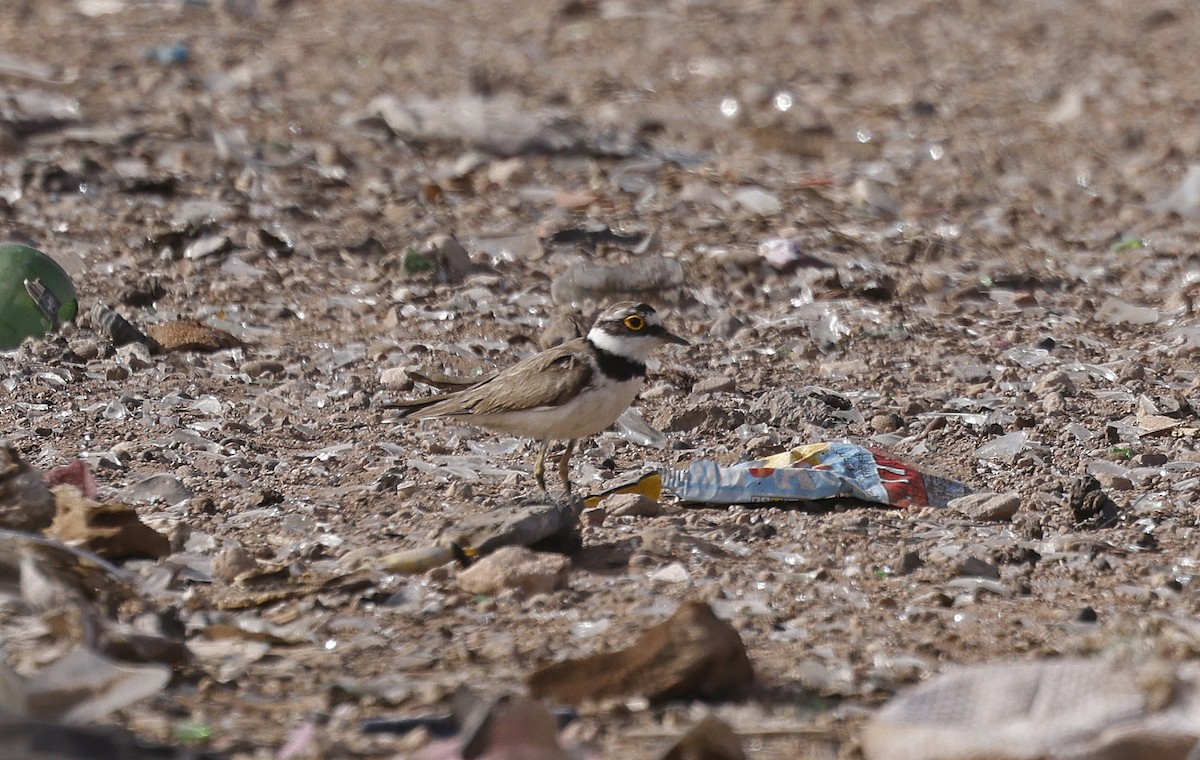 Little Ringed Plover - ML617056705