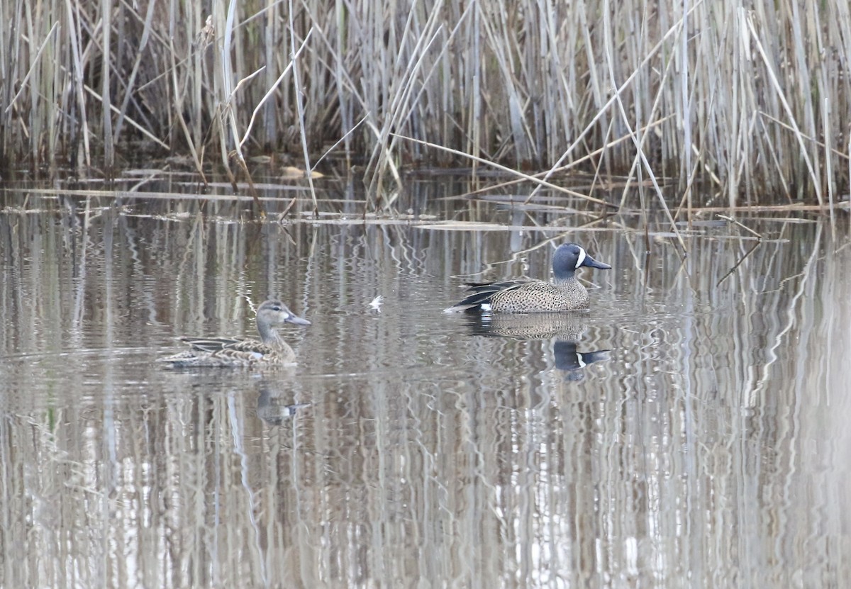 Blue-winged Teal - Anthony V. Ciancimino