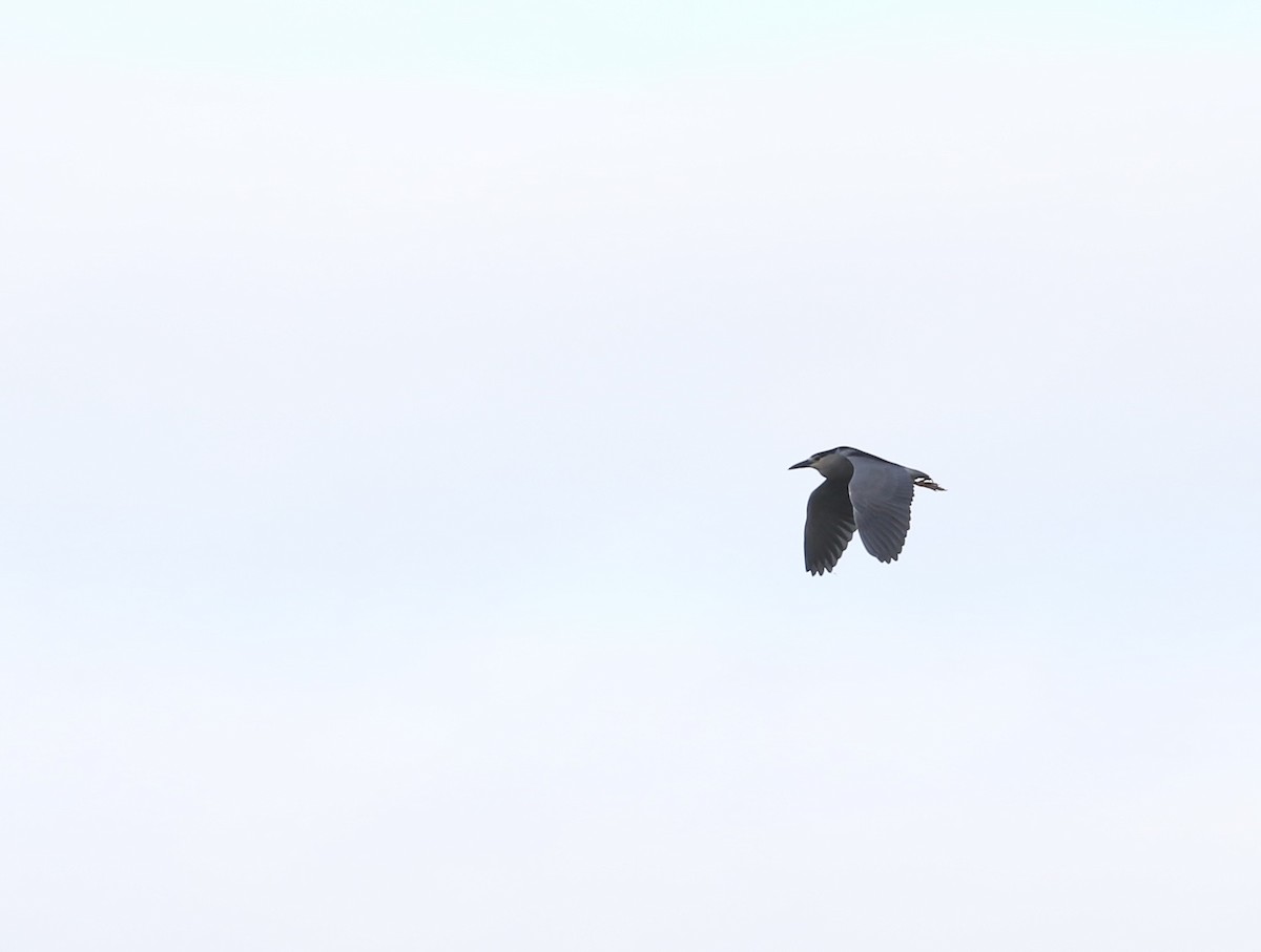 Black-crowned Night Heron - ML617056728