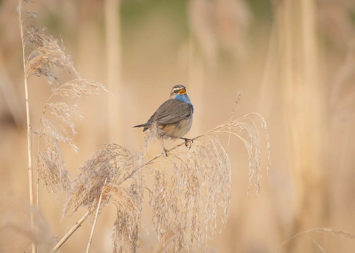 Bluethroat - Filipe Leitão