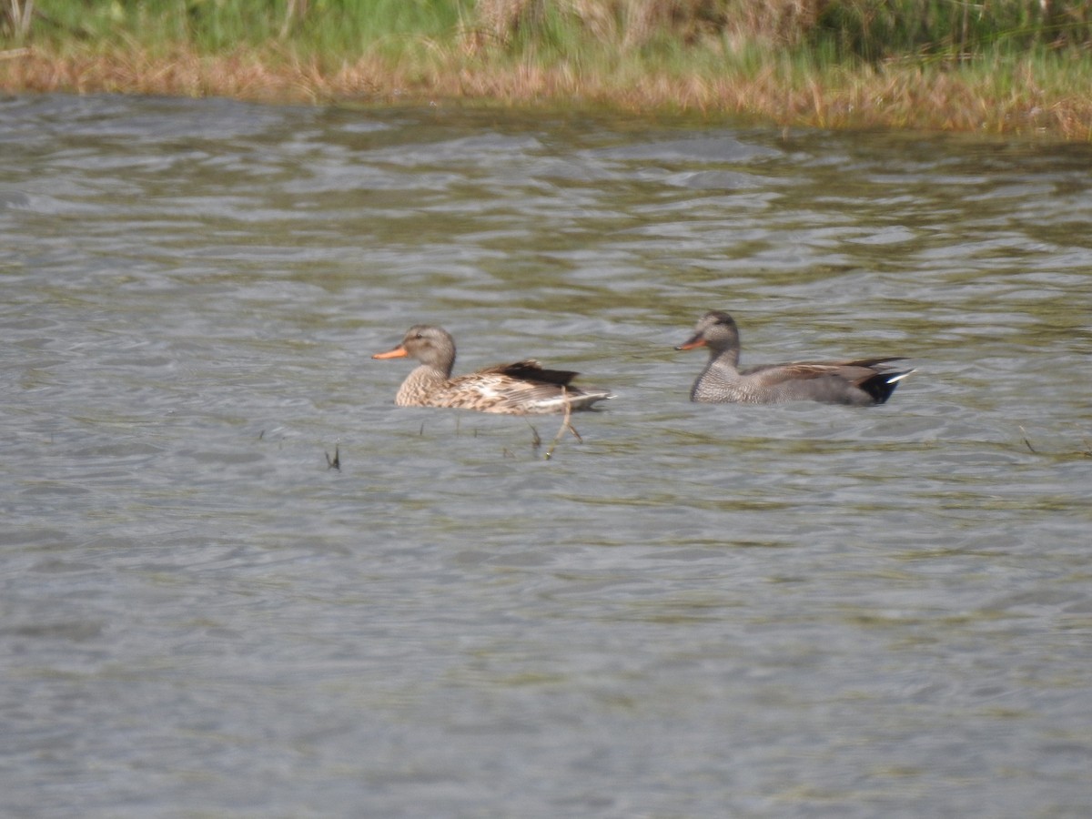 Gadwall - ML617056767