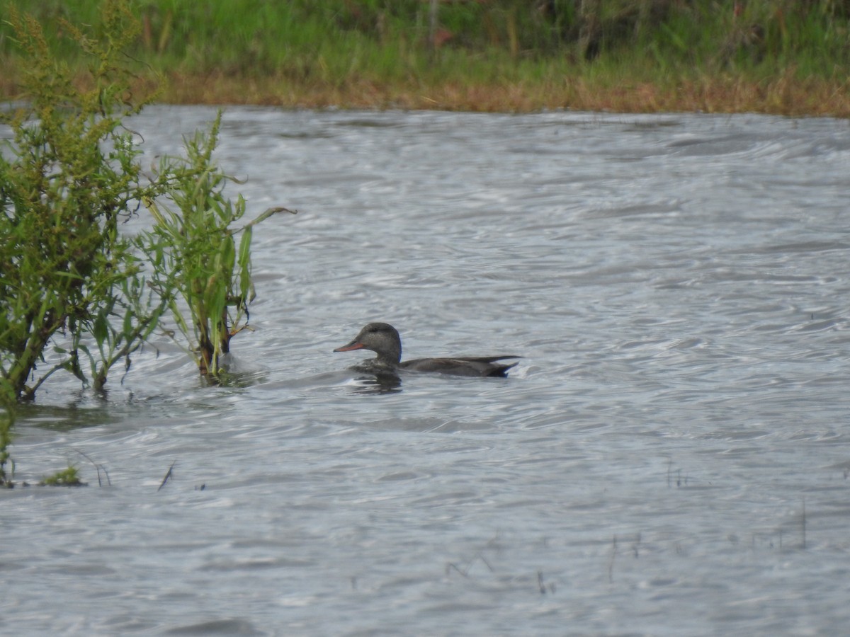 Gadwall - ML617056768