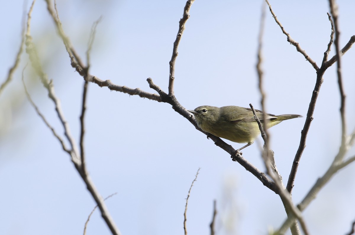 Orange-crowned Warbler - ML617056770