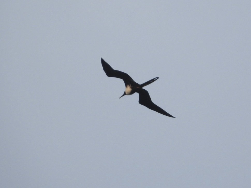 Magnificent Frigatebird - ML617056797