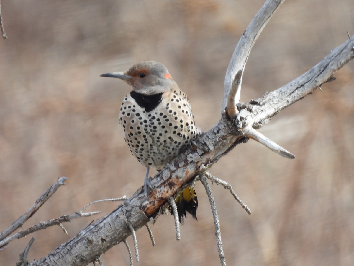 Northern Flicker - Robert Leonhardt