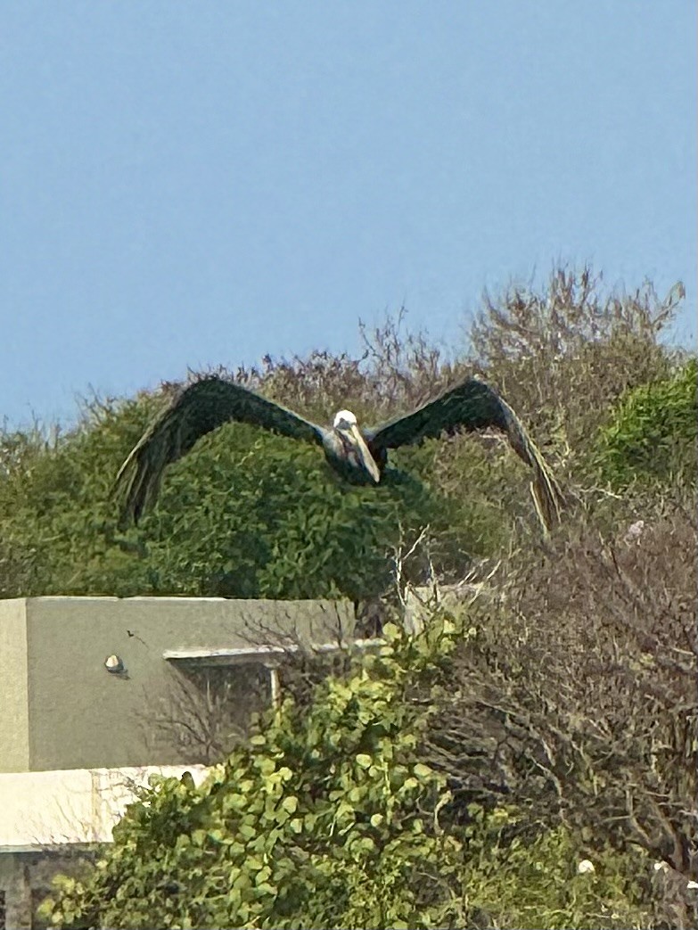 pelikán hnědý - ML617056824