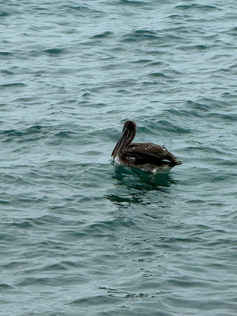 pelikán hnědý - ML617056825