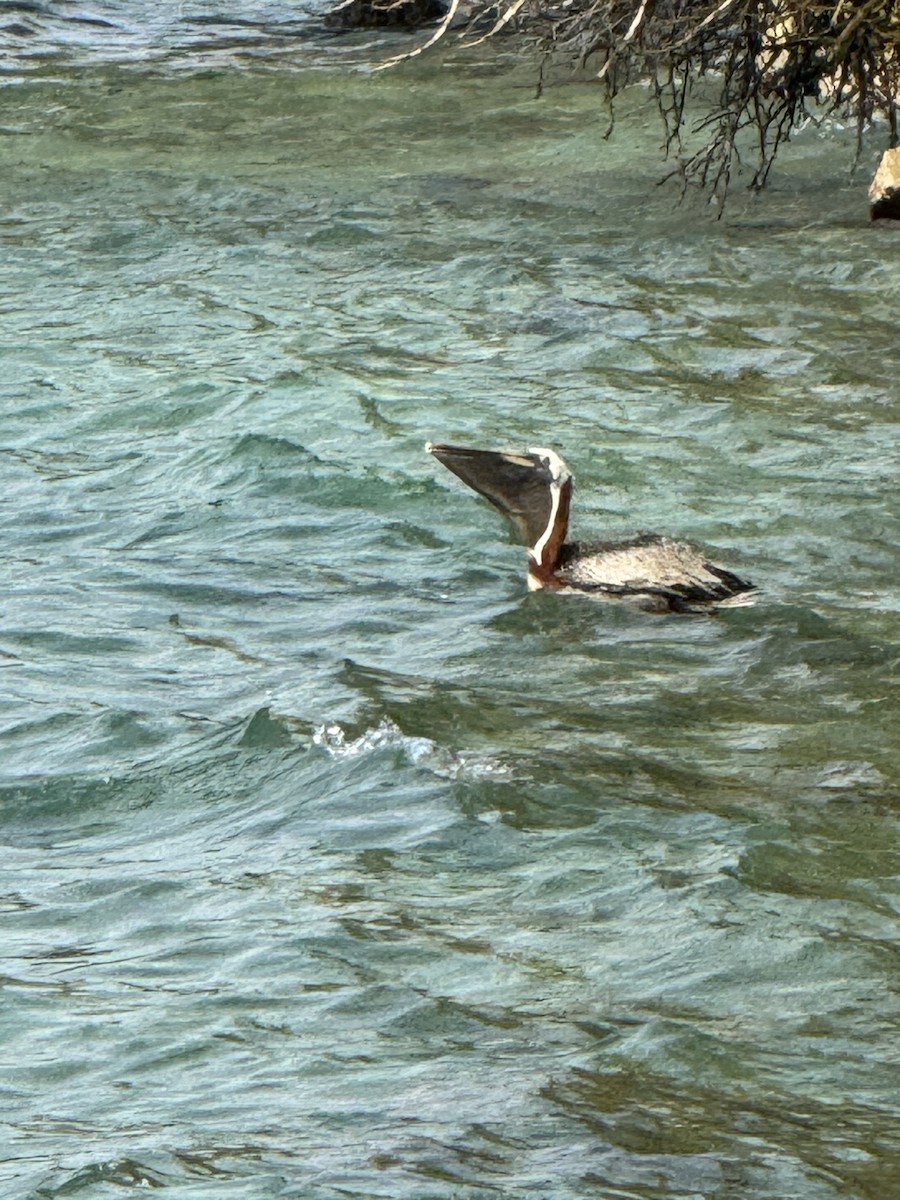 Brown Pelican - AC Verbeek