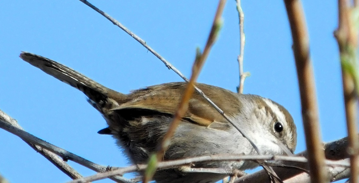 Bewick's Wren - ML617056848