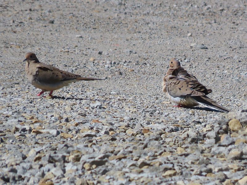 Mourning Dove - ML617056857