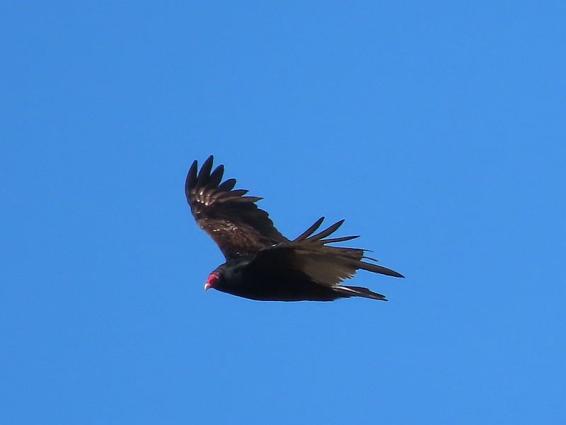 Turkey Vulture - Tracy The Birder