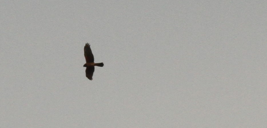 Northern Harrier - Josh Duis