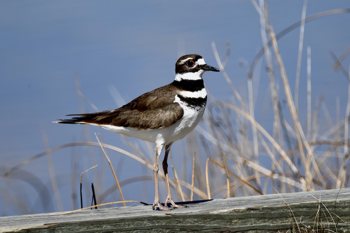 Killdeer - David Kane