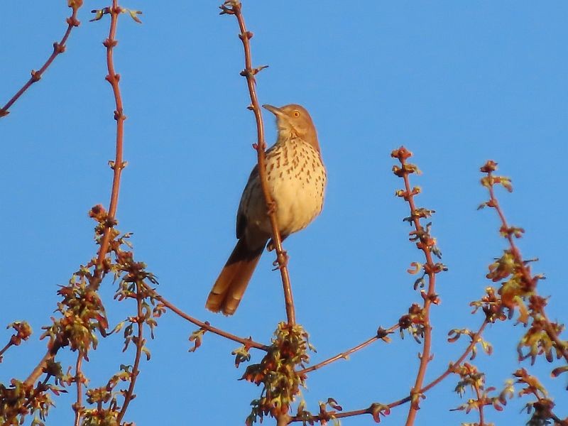 Brown Thrasher - Tracy The Birder