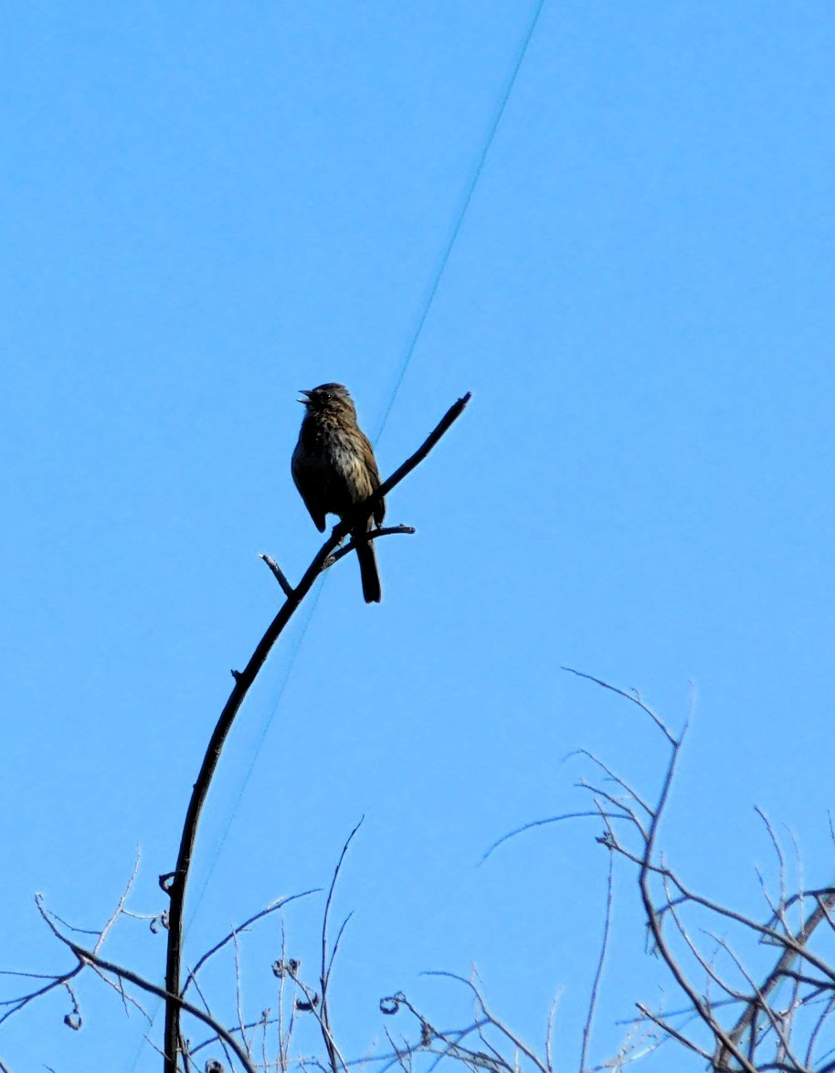 Song Sparrow - ML617056938