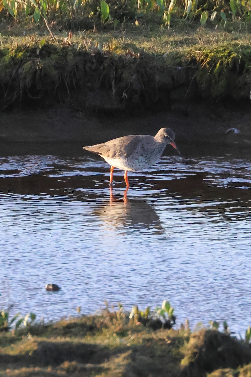 Common Redshank - ML617056954