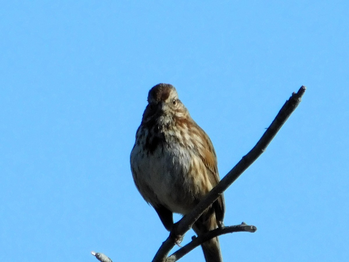 Song Sparrow - Wally Tomlinson