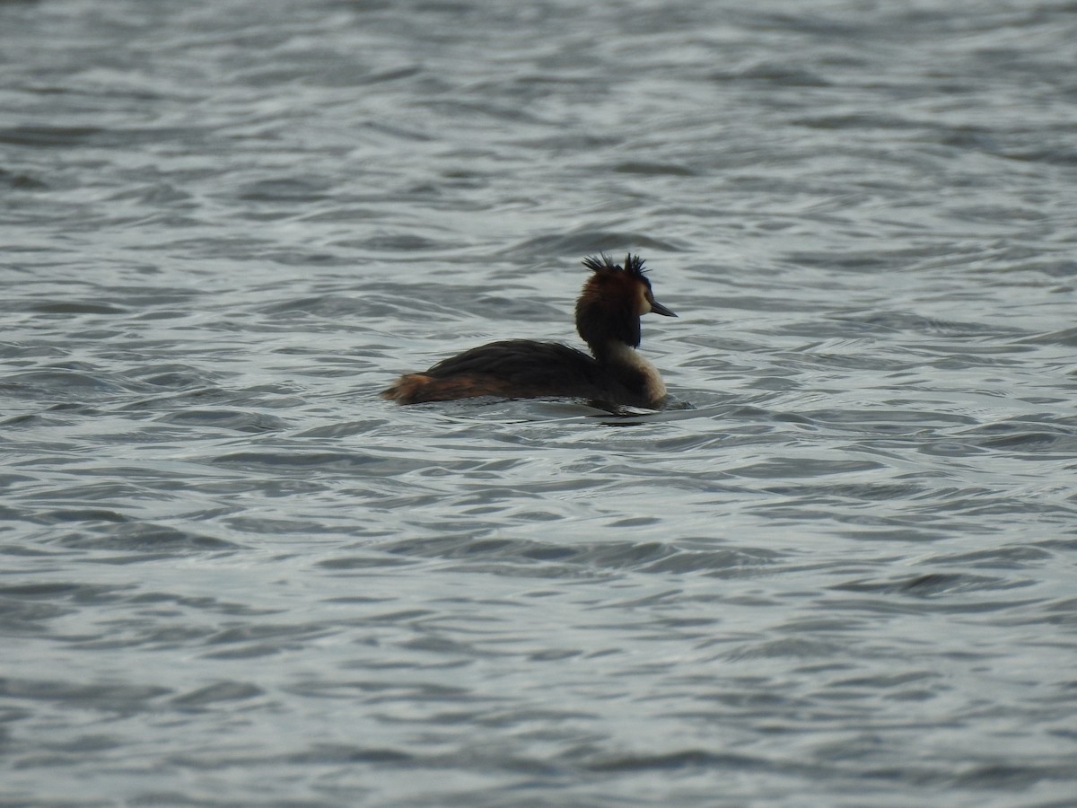 Great Crested Grebe - ML617056964