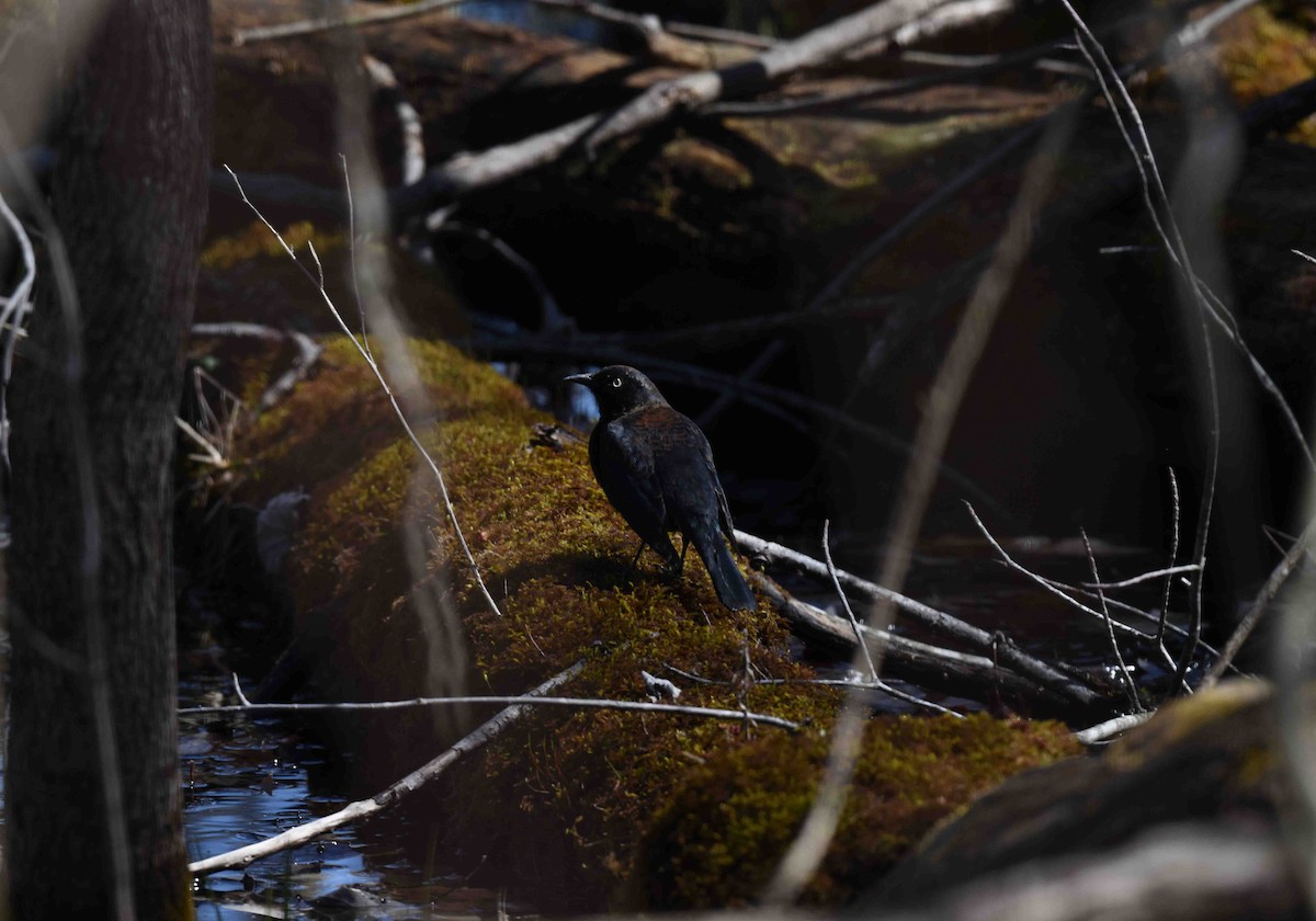 Rusty Blackbird - ML617056972